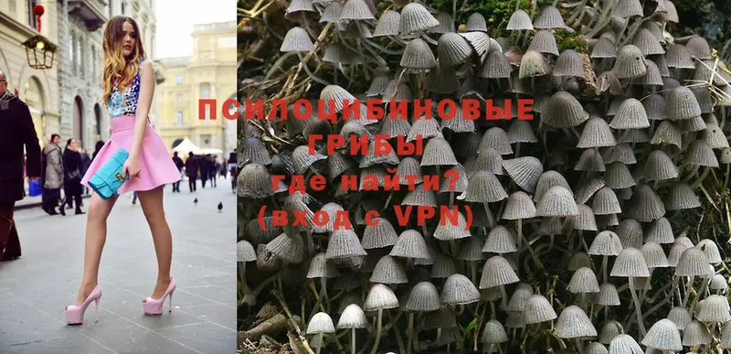 купить   Струнино  Псилоцибиновые грибы Magic Shrooms 